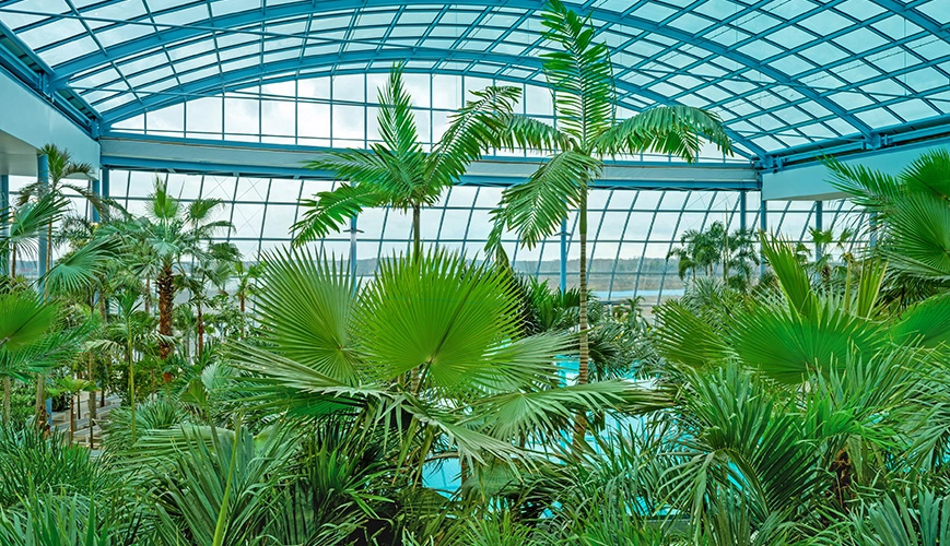 Kryty basen otoczony bujnymi palmami.